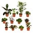 Outsider box plant set 12 plants 30 cm pot size 12 cm