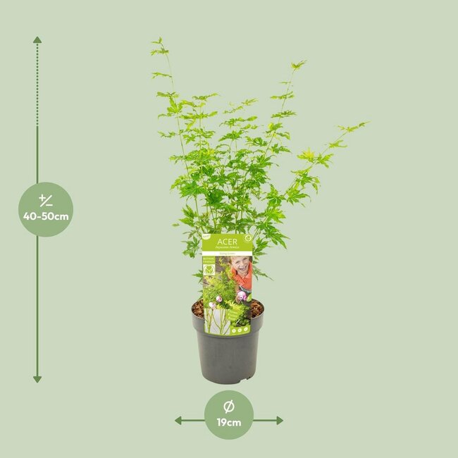 Acer palmatum Going Green garden plant 50 cm pot size 19 cm