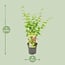 Acer palmatum Going Green garden plant 50 cm pot size 19 cm