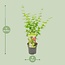 Acer palmatum Going Green tuinplant 50 cm potmaat 19 cm