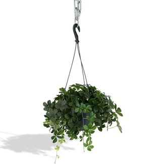 Koning Bamboe Parthenocissus Striatha Hang Zimmerpflanze 15 cm