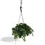 Parthenocissus Striatha Hang houseplant 15 cm pot size 15 cm