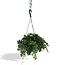 Parthenocissus Striatha Hang Zimmerpflanze 15 cm Topfmaß 15 cm