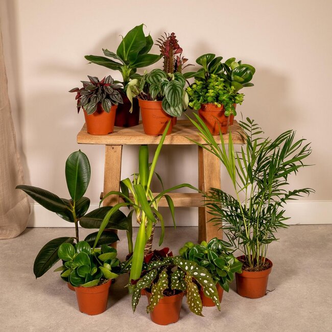 Buitenbeentjesbox plantenset 12 stuks 30 cm potmaat 12 cm