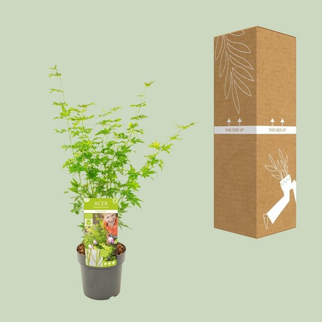 Acer palmatum Going Green garden plant 50 cm pot size 19 cm