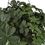 Parthenocissus Striatha Hang kamerplant 15 cm potmaat 15 cm