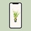 Acer palmatum Going Green garden plant 50 cm pot size 19 cm