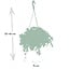 Parthenocissus Striatha Hang houseplant 15 cm pot size 15 cm