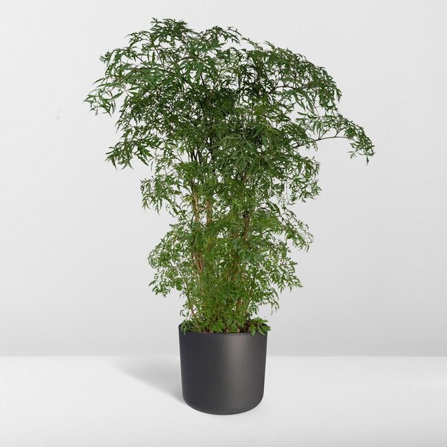 Polyscias Fruticosa (Aralia) Zimmerpflanze 75 cm Topfmaß 21 cm