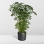 Polyscias Fruticosa (Aralia) Zimmerpflanze 75 cm Topfmaß 21 cm