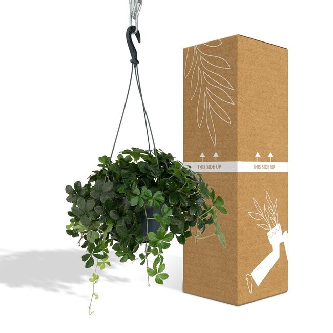Parthenocissus Striatha Hang kamerplant 15 cm potmaat 15 cm