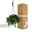Parthenocissus Striatha Hang houseplant 15 cm pot size 15 cm