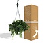 Parthenocissus Striatha Hang Zimmerpflanze 15 cm Topfmaß 15 cm