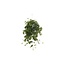 Cissus Rhombifolia Ellen Danica Zimmerpflanze 70 cm Topfmaß 17 cm