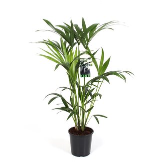 Koning Bamboe Howea Forsteriana kamerplant 80 cm