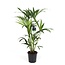 Howea Forsteriana kamerplant 80 cm potmaat 19 cm
