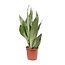 Sansevieria Moonshine kamerplant 60 cm potmaat 17 cm