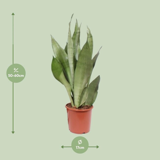 Sansevieria Moonshine kamerplant 60 cm potmaat 17 cm