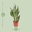 Sansevieria Moonshine Zimmerpflanze 60 cm Topfmaß 17 cm