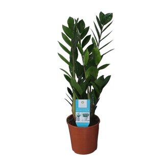 Koning Bamboe Zamioculcas Zamiifolia kamerplant 55 cm