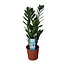 Zamioculcas Zamiifolia kamerplant 55 cm potmaat 14 cm