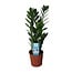 Zamioculcas Zamiifolia kamerplant 55 cm potmaat 14 cm
