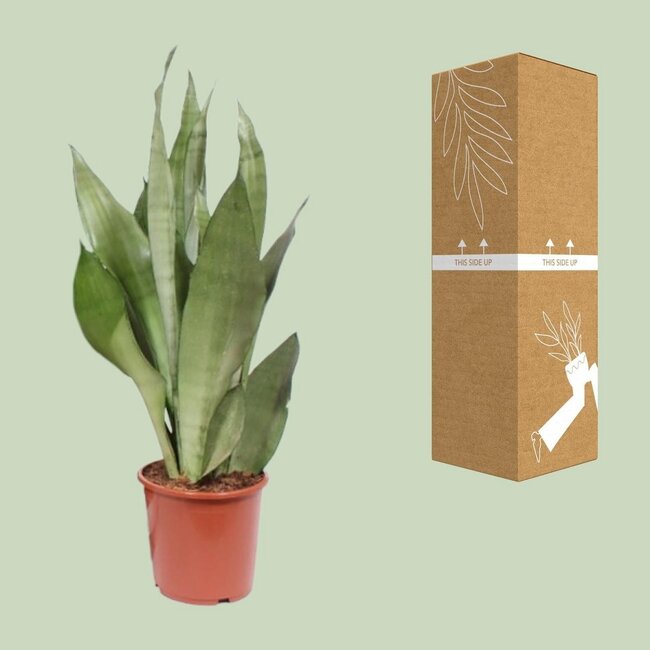 Sansevieria Moonshine kamerplant 60 cm potmaat 17 cm
