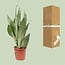 Sansevieria Moonshine houseplant 60 cm pot size 17 cm