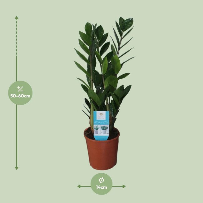 Zamioculcas Zamiifolia houseplant 55 cm pot size 14 cm