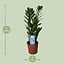 Zamioculcas Zamiifolia kamerplant 55 cm potmaat 14 cm