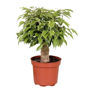 Koning Bamboe Ficus Benjamina Kinky kamerplant 28 cm