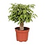 Ficus Benjamina Kinky kamerplant 28 cm potmaat 12 cm