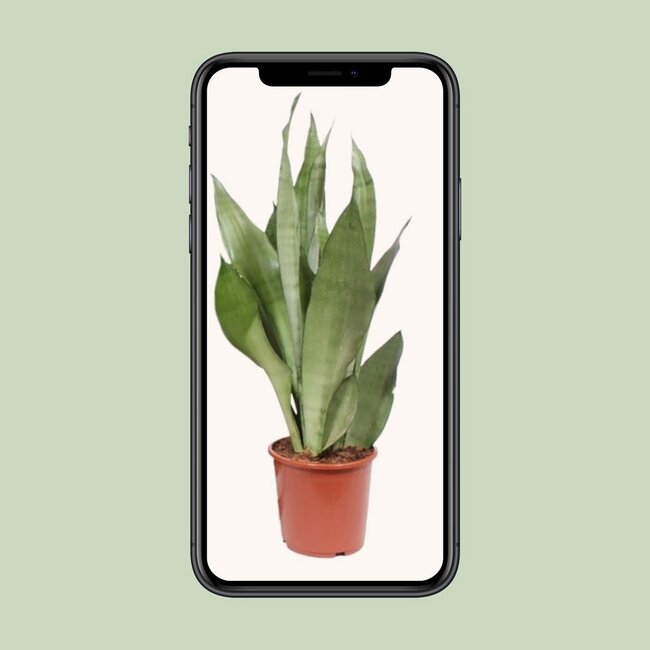 Sansevieria Moonshine Zimmerpflanze 60 cm Topfmaß 17 cm