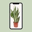 Sansevieria Moonshine kamerplant 60 cm potmaat 17 cm