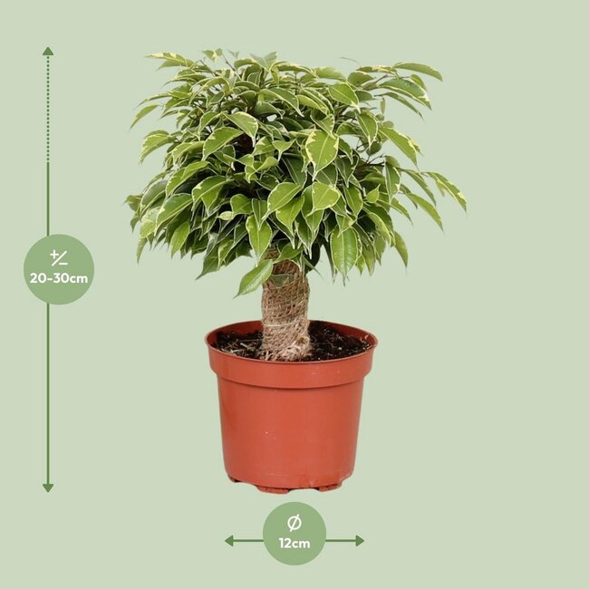 Ficus Benjamina Kinky houseplant 28 cm pot size 12 cm