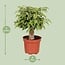Ficus Benjamina Kinky houseplant 28 cm pot size 12 cm