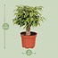 Ficus Benjamina Kinky kamerplant 28 cm potmaat 12 cm