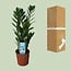 Zamioculcas Zamiifolia houseplant 55 cm pot size 14 cm