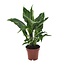 Spathiphyllum Diamond houseplant 40 cm pot size 12 cm