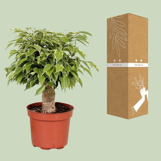 Ficus Benjamina Kinky kamerplant 28 cm potmaat 12 cm