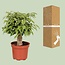 Ficus Benjamina Kinky houseplant 28 cm pot size 12 cm