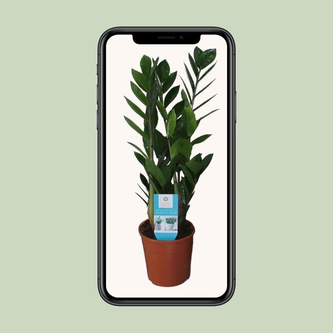 Zamioculcas Zamiifolia kamerplant 55 cm potmaat 14 cm