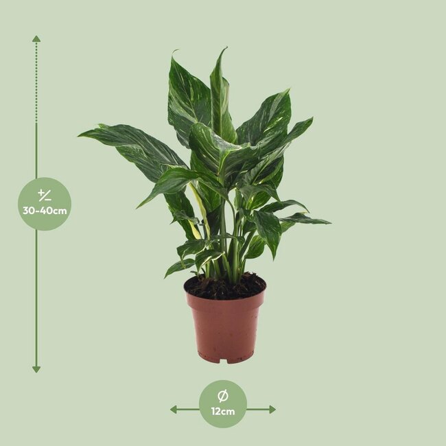 Spathiphyllum Diamond Zimmerpflanze 40 cm Topfmaß 12 cm