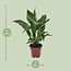 Spathiphyllum Diamond houseplant 40 cm pot size 12 cm