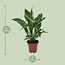 Spathiphyllum Diamond Zimmerpflanze 40 cm Topfmaß 12 cm