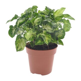 Koning Bamboe Syngonium Pixie kamerplant 20 cm