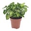 Syngonium Pixie kamerplant 20 cm potmaat 12 cm
