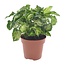 Syngonium Pixie Zimmerpflanze 20 cm Topfmaß 12 cm