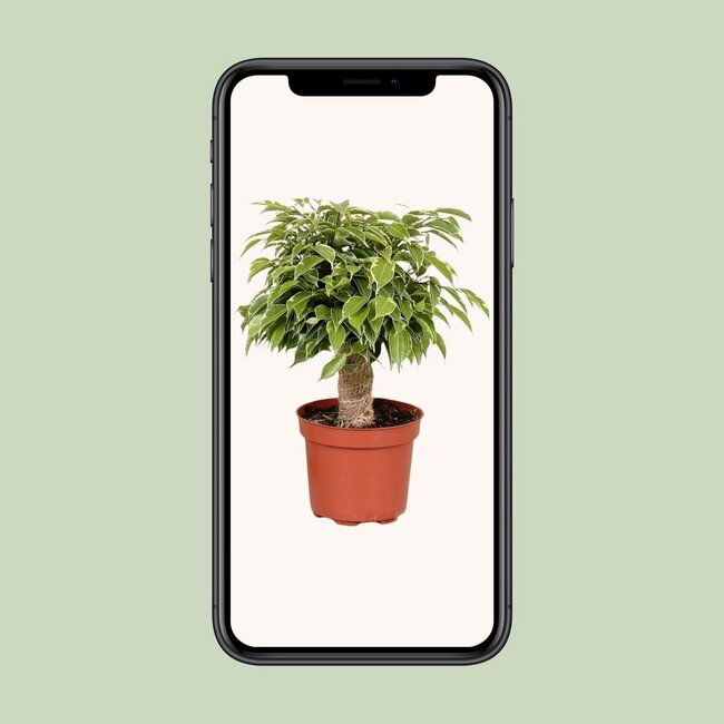 Ficus Benjamina Kinky kamerplant 28 cm potmaat 12 cm