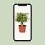 Ficus Benjamina Kinky houseplant 28 cm pot size 12 cm
